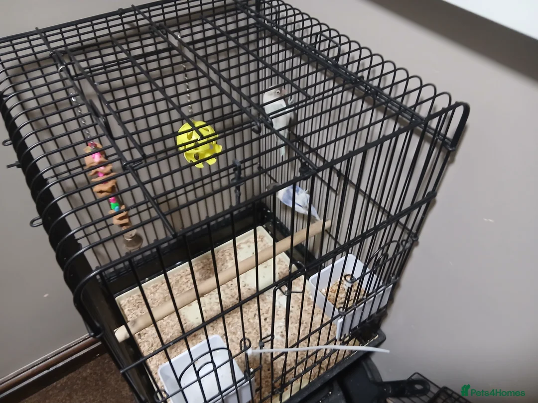 Lovebirds birds for sale: Lovebirds - Advert 1