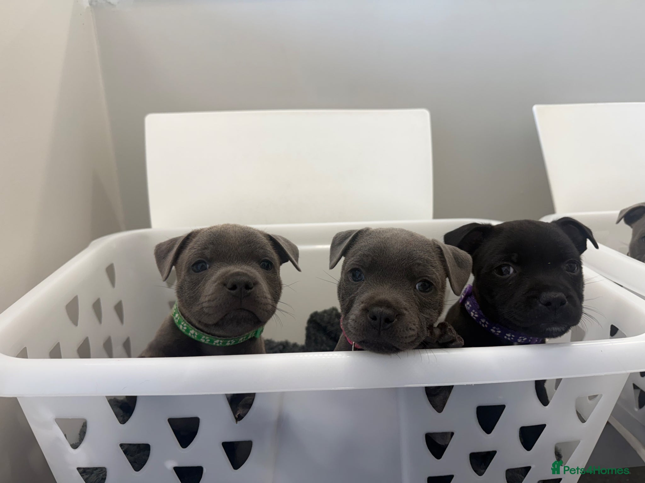 Staffordshire Bull Terrier dogs ** READY IN 2 WEEKS** KC STAFFORDSHIRE BULLTERRIER - Advert 7