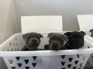 Staffordshire Bull Terrier dogs ** READY IN 2 WEEKS** KC STAFFORDSHIRE BULLTERRIER - Advert 9