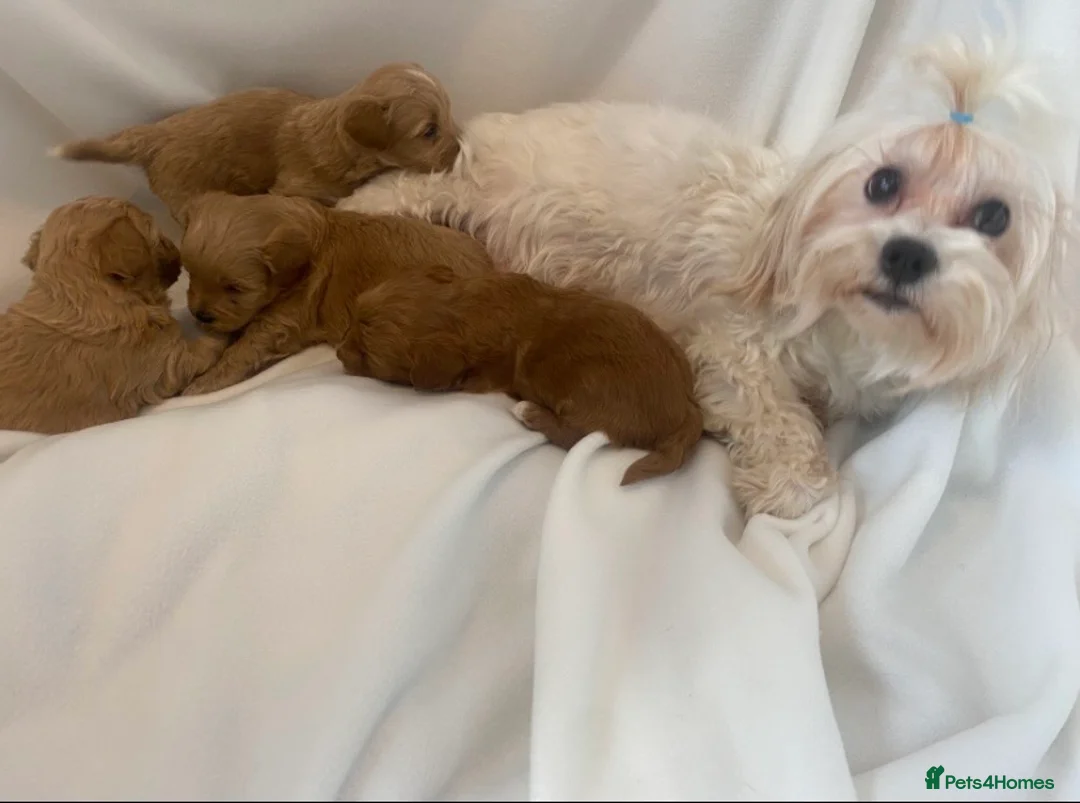Maltipoo dogs for sale: Extensively DNA clear Maltipoo  - Advert 6