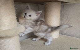 Maine Coon cats for sale: RARE Maine Coon Kittens Black Shaded  - Image 30