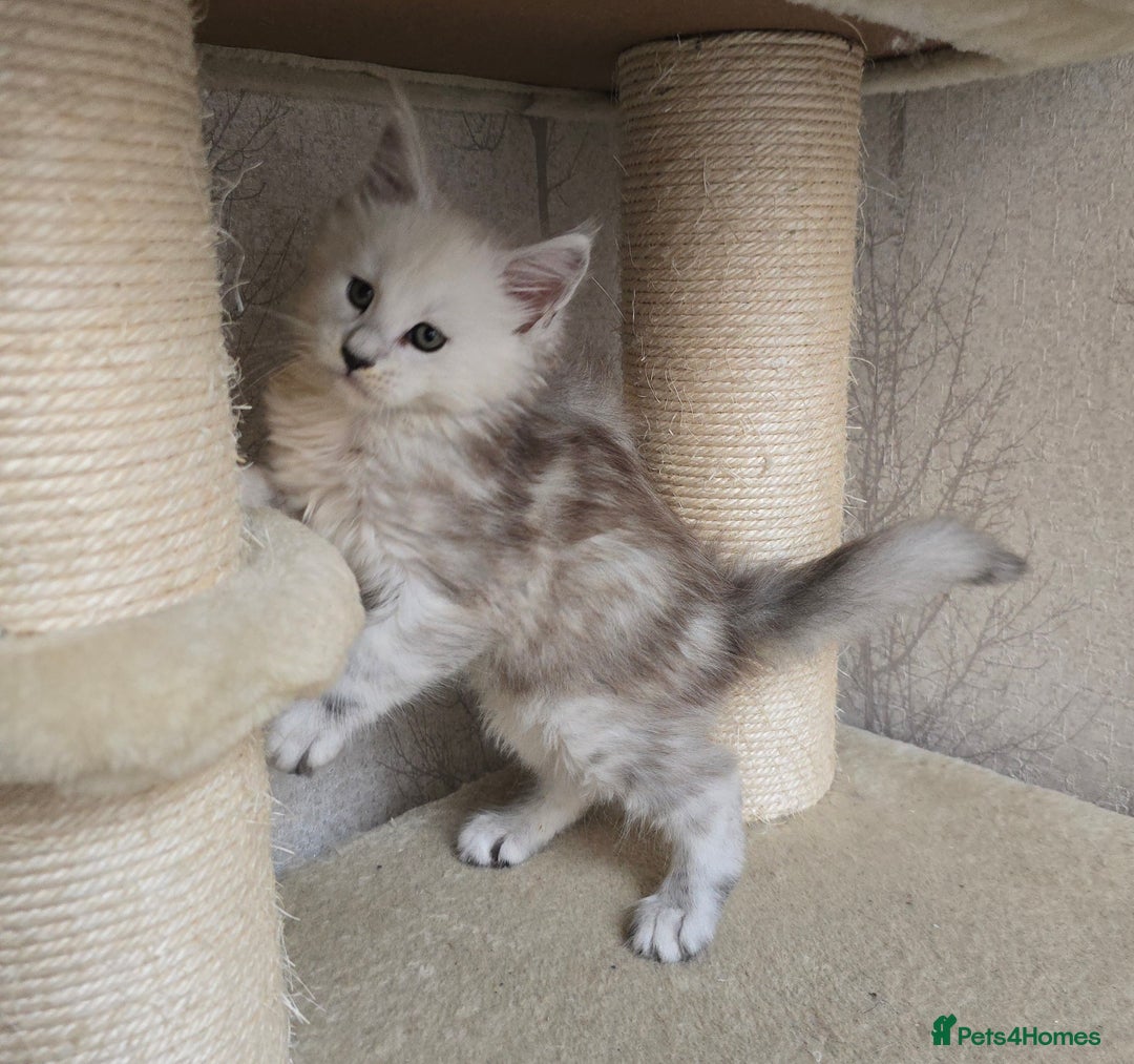 Maine Coon cats for sale: RARE Maine Coon Kittens Black Shaded  - Image 30