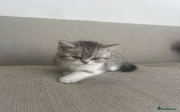 Scottish Fold cats for sale: Scottish fold and straights - Image 16