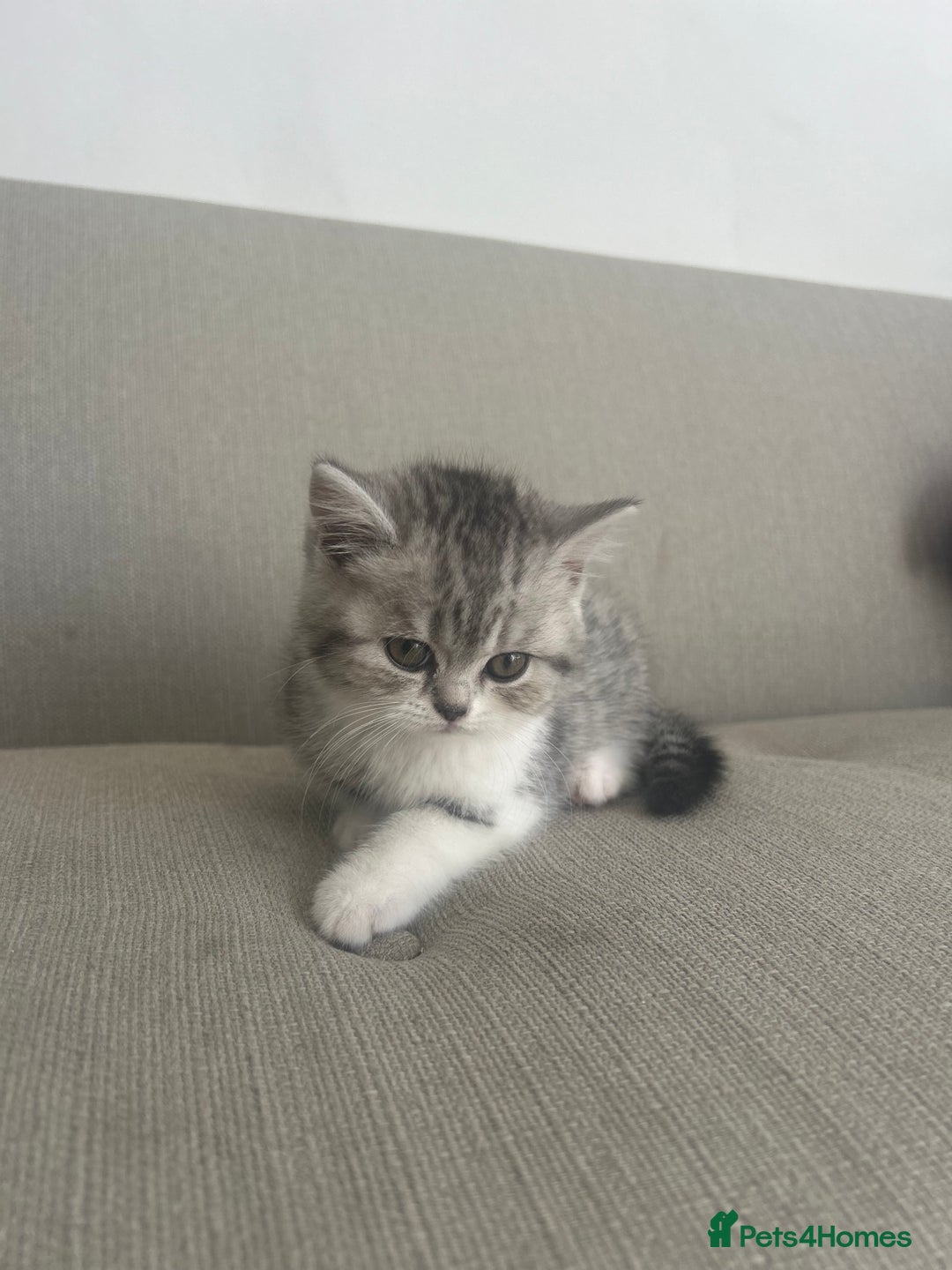Scottish Fold cats for sale: Scottish fold and straights - Image 16