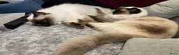 Ragdoll cats for sale: 2 beautiful seal-point Ragdolls for re-homing in Peterborough - Advert 3