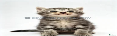 Egyptian Mau 4