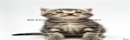 Egyptian Mau cats for sale: TICA reg SNOW LEOPARD EGYPTIAN MAU X BENGAL  - Advert 37