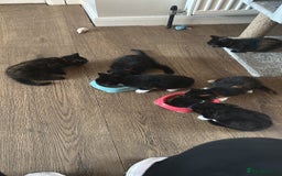Mixed Breed cats for sale: Kittens looking for forever homes  - Image 1