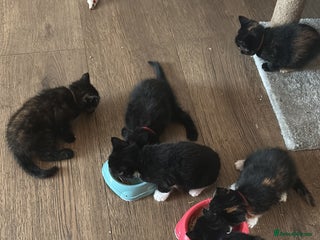 Mixed Breed cats - Advert 15