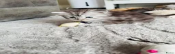 Maine Coon cats for sale: Stunning Maine coon kittens 4 available - Advert 11