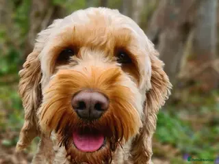 Cockapoo dogs Cockapoo Stud Dog (PROVEN) in Maidstone - Advert 3