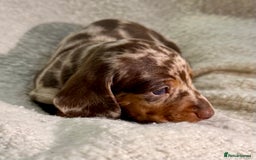 Miniature Dachshund dogs for sale: Mini Dachshund KC Reg -  ONLY 3 MALE PUPS LEFT!  - Advert 16