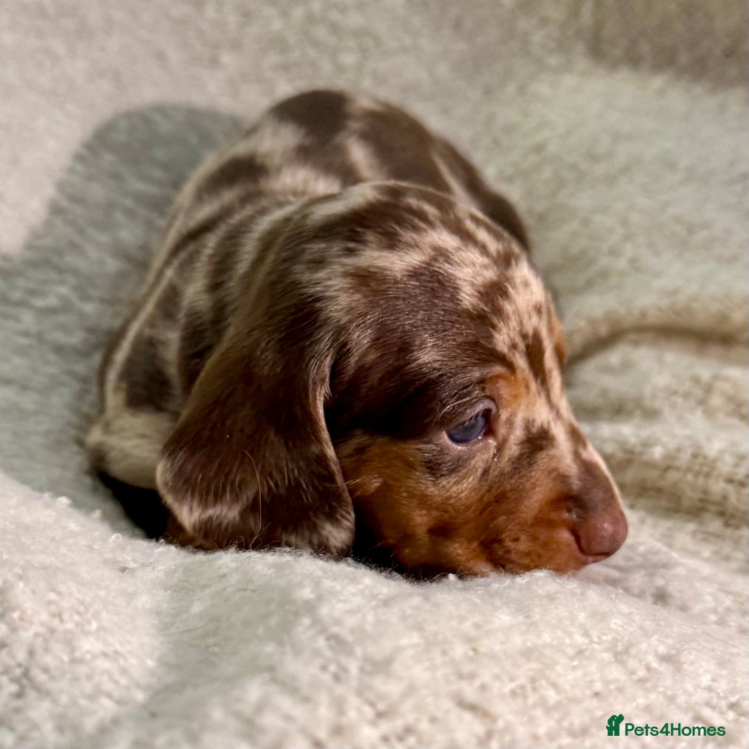 Miniature Dachshund dogs for sale: Mini Dachshund KC Reg -  ONLY 3 MALE PUPS LEFT!  - Advert 16