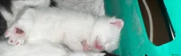 Mixed Breed cats for sale: kittens for reservation  - Advert 3