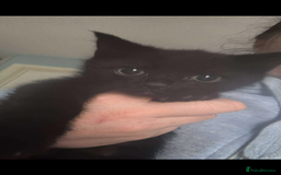 Maine Coon cats for sale: Maine coon x - Image 6