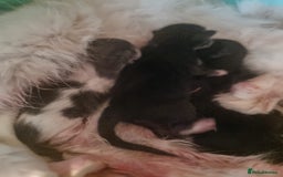 Ragdoll cats for sale: 6 Ragdoll x kittens, available now - Image 3