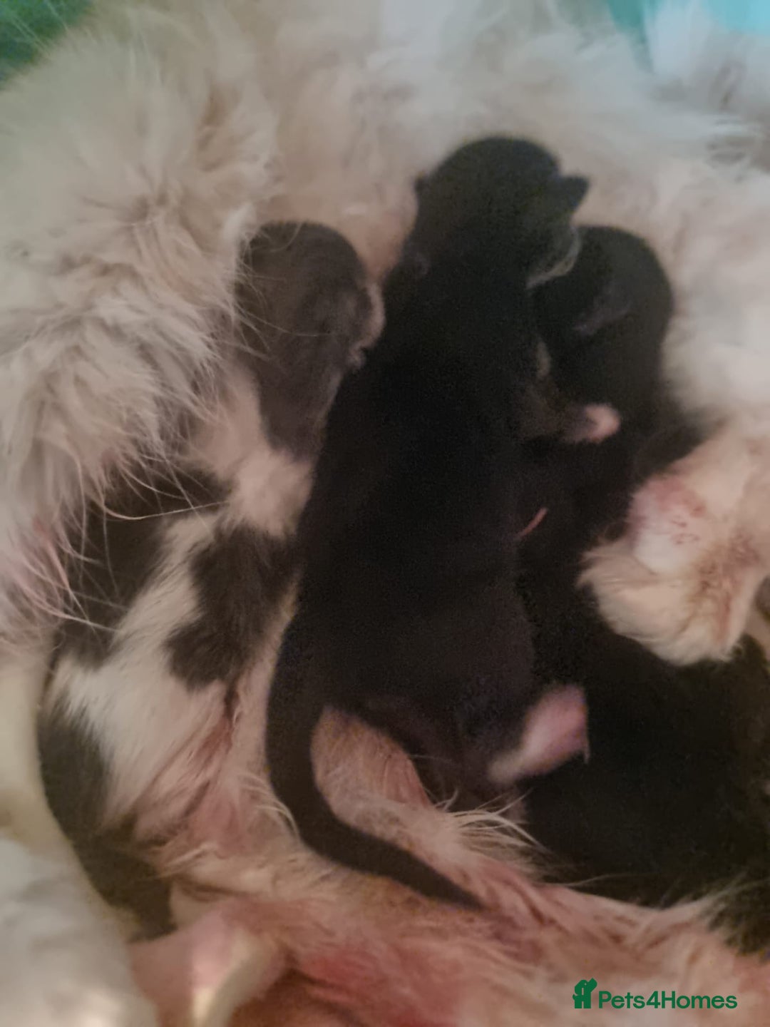 Ragdoll cats for sale: 6 Ragdoll x kittens, available now - Image 3