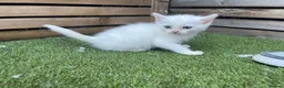 Mixed Breed cats for sale: 5 beautiful kittens - ready to leave now  - Advert 18