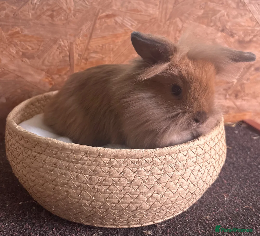 Mini Lion Lop rabbits for sale: Mini lion lops (reserved) - Advert 4