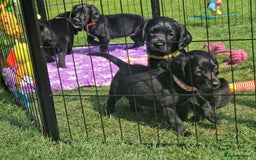 Springador dogs for sale: 💥FULL HEALTH TESTED BLACK SPRINGERDORS FOR SALE💥 in Market Drayton - Image 9