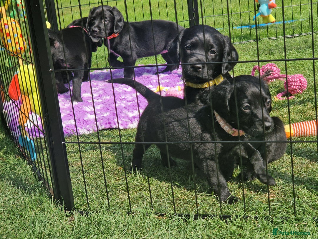 Springador dogs for sale: 💥FULL HEALTH TESTED BLACK SPRINGERDORS FOR SALE💥 in Market Drayton - Image 9