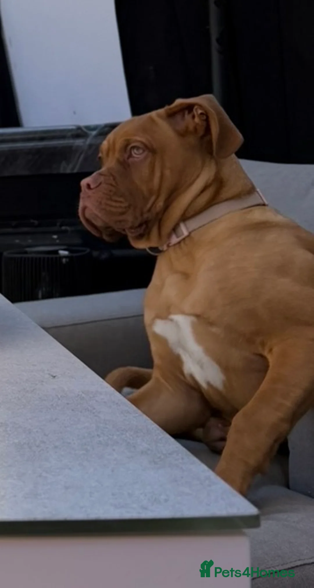 Mastiff dogs for sale: Dog de Bordeaux  - Advert 1
