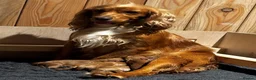 Cocker Spaniel dogs for sale: Golden Working Cocker Spaniel Puppies  - Advert 3