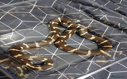 King Snake reptiles for sale: Female California king snake - Image 2