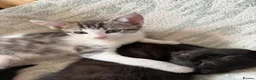 Mixed Breed cats for sale: Mixed kittens  - Advert 5