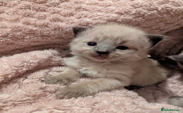 Ragdoll cats - Advert 9