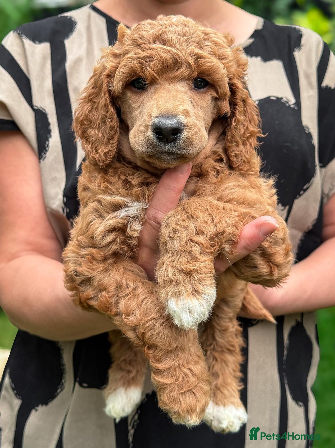 Standard Poodle dogs for sale: Standard Poodle Puppies Looking for Their Families - Image 6