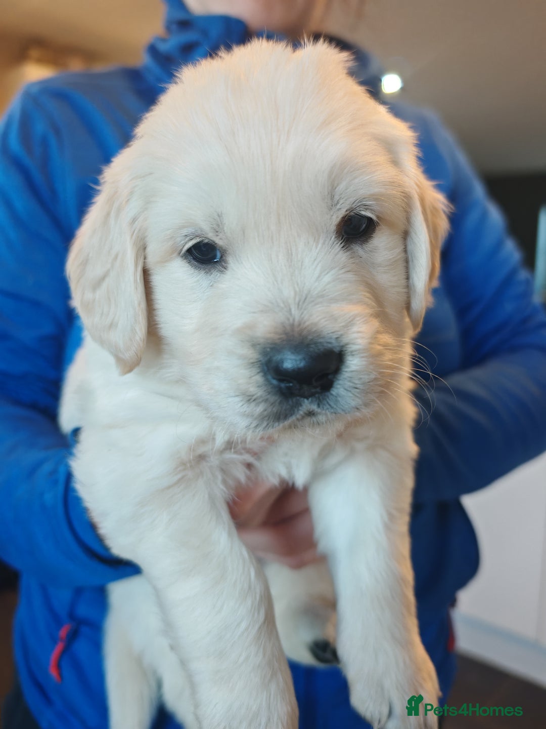 Golden Retriever dogs for sale: KCGolden Retriever pups,polish and Ukrainian lines - Advert 14