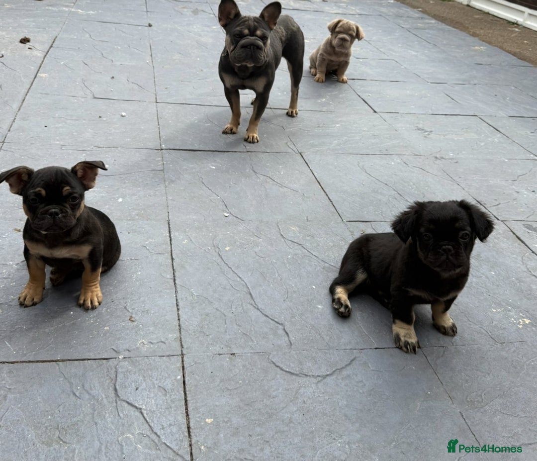 French Bulldog dogs for sale: Fluffy ** frenchies  - Image 18