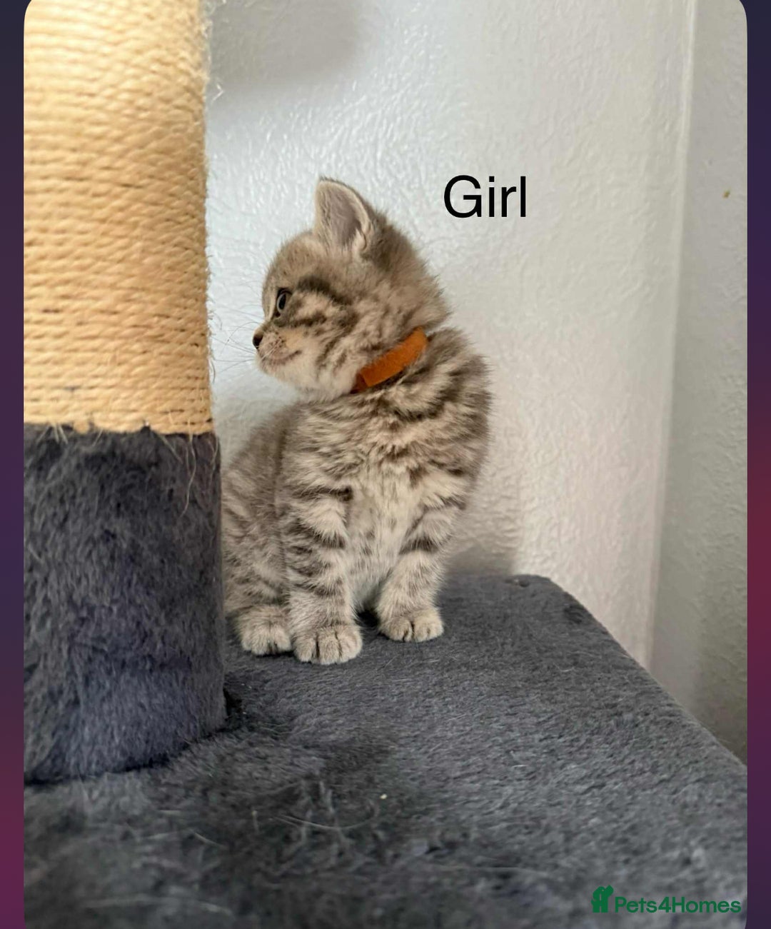 Scottish Fold cats for sale: scottish fold kittens  - Image 21