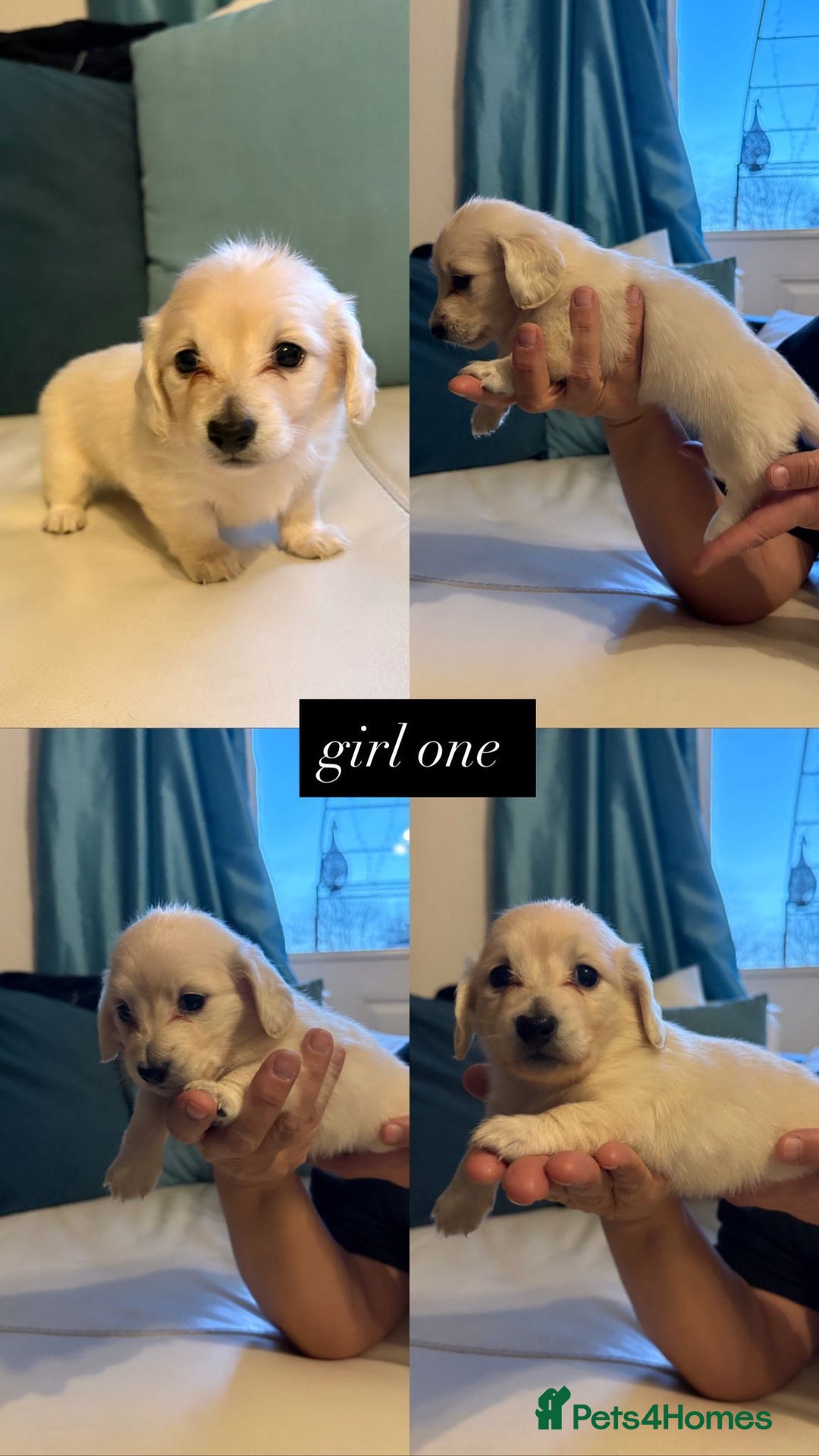 Miniature Dachshund dogs for sale: Miniature long haired cream dachshund puppies  - Advert 4