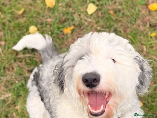 Sheepadoodle dogs Gorgeous sheepadoodle female - Advert 1