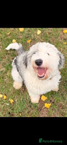 Sheepadoodle dogs Gorgeous sheepadoodle female - Advert 1