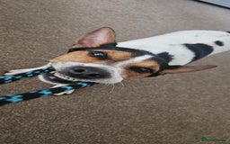 Jack Russell dogs for stud: Stud  - Image 3
