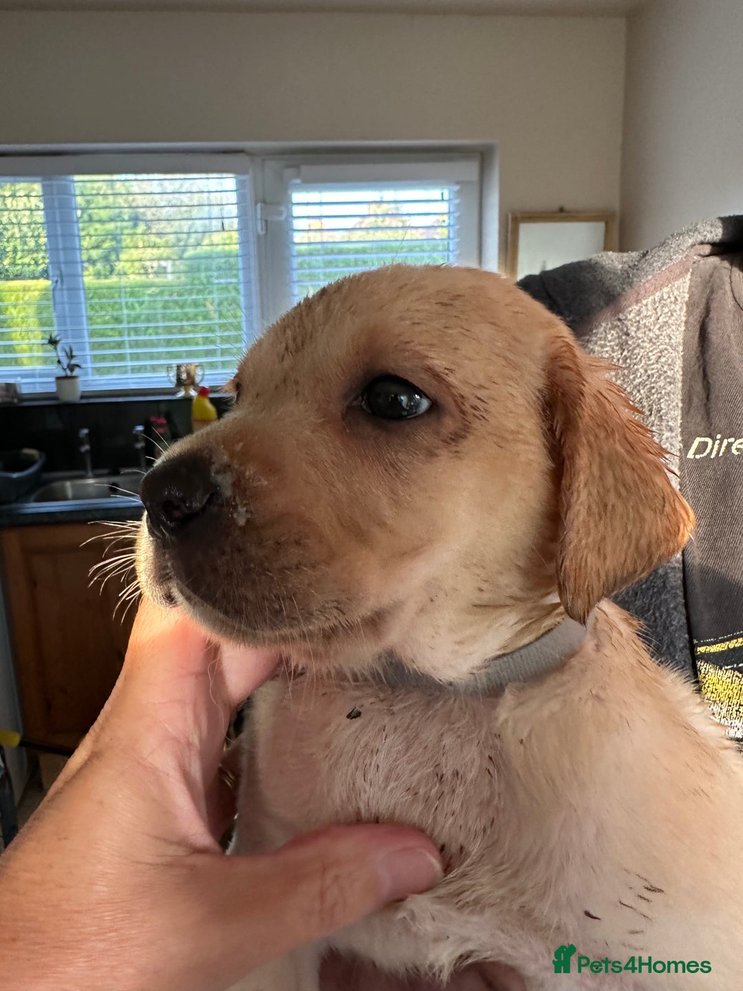Labrador Retriever dogs for sale: Labrador puppies - Image 13