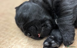 Labrador Retriever dogs for sale: Show Chunky Black & Yellow Labradors  - Advert 6