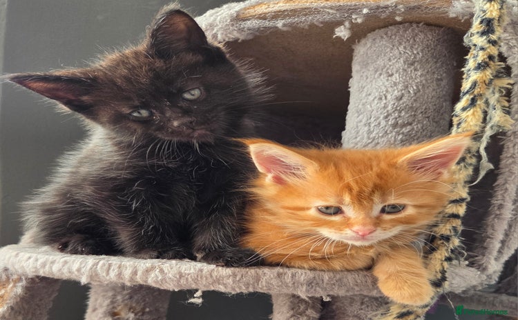 Maine Coon cats - Advert 6