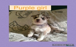 Siberian Husky dogs for sale: Siberian husky puppies - Image 4