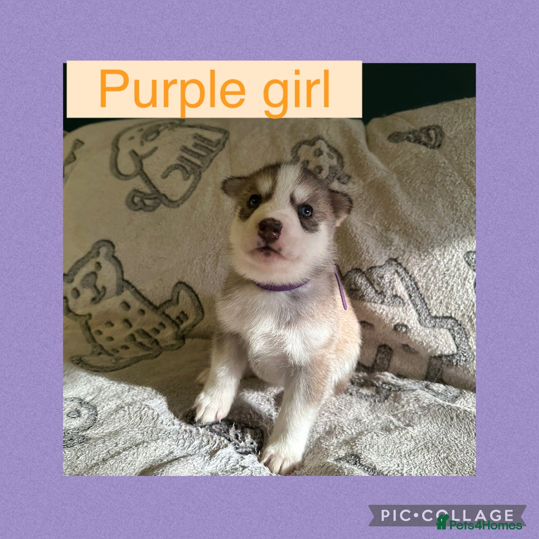 Siberian Husky dogs for sale: Siberian husky puppies - Image 4