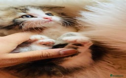 Mixed Breed cats for sale: Super gorgeous Maine coon kittens ready to go now - Image 5