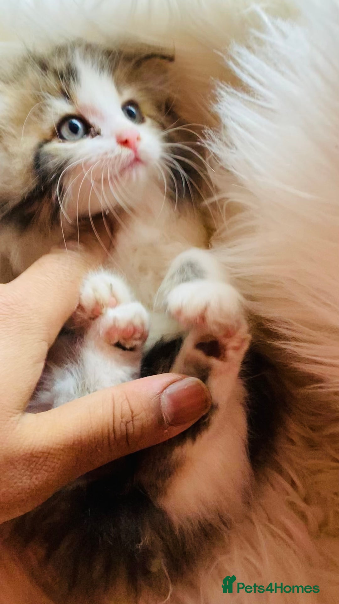 Mixed Breed cats for sale: Super gorgeous Maine coon kittens ready to go now - Image 5