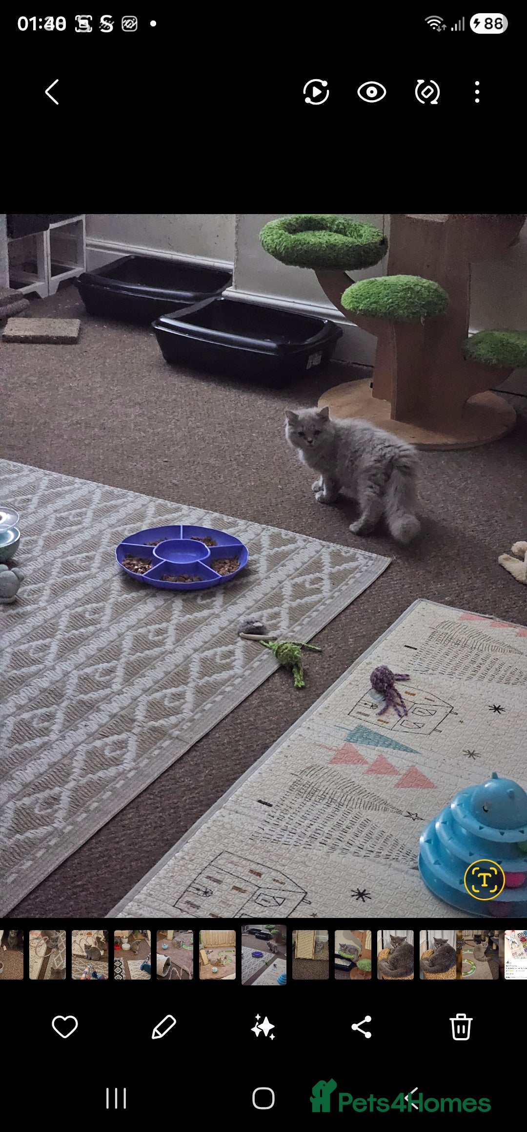 British Shorthair cats for sale: British shorthair and longhair  - Advert 3