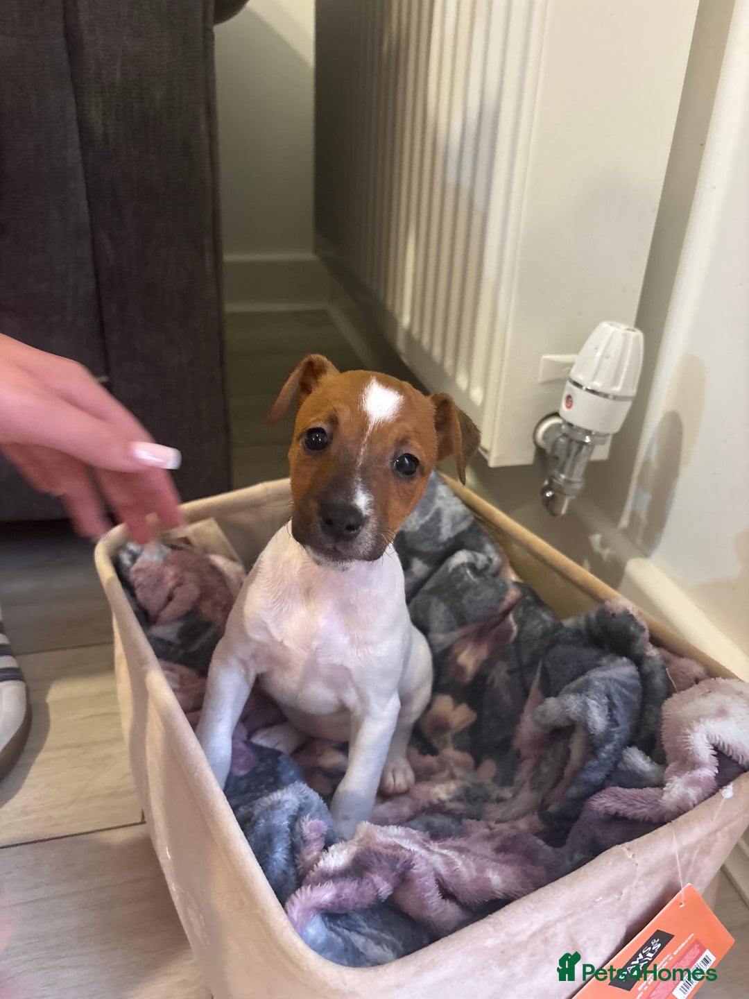 Jack Russell dogs for sale: Jack Russell puppy  - Image 5