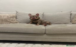 French Bulldog dogs for sale: Micro newshade Isabella & tan French bulldog male - Image 1