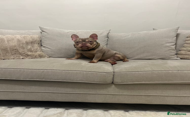 French Bulldog dogs - Advert 4