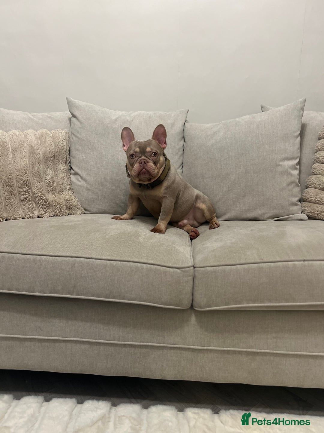 French Bulldog dogs for sale: Micro newshade Isabella & tan French bulldog male - Image 1